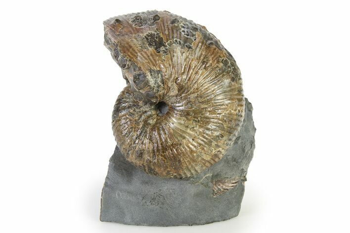 Iridescent Ammonite (Hoploscaphites) Fossil - Montana #316571